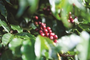 Congresso Brasileiro de Pesquisas Cafeeiras tem trabalho com produto da Satis