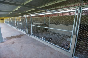 1500 cães e gatos serão castrados em Araxá