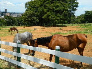 Equoterapia (1)