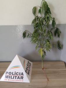 Pé de maconha é apreendido em Araxá