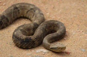 Bombeiros registram grande incidência de cobras no perímetro urbano de Araxá