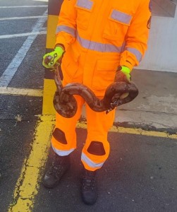 Corpo de Bombeiros captura serpente em veículo