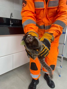 Corpo de Bombeiros captura sagui