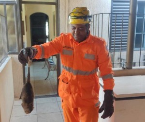 Corpo de Bombeiros capturam animal silvestre no Centro