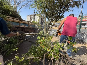 Araxá inicia retirada de murtas para fortalecer citricultura e combater praga