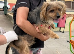 Araxá promove vacinação antirrábica na zona urbana até sábado (20)