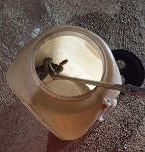 Bombeiros capturam serpente no bairro Dona Adélia