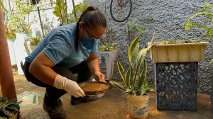 Saúde alerta para riscos de proliferação do mosquito da dengue no período chuvoso