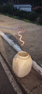 Bombeiros capturam Jibóia em área urbana