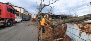 Corpo de Bombeiros atende ocorrência de queda de árvore na rede elétrica