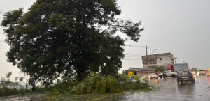 Secretaria de Serviços Urbanos disponibiliza equipes para atender quedas de árvores