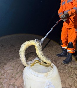 Cascavel é capturada nas imediaçãos do Mart Minas