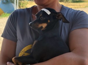 Araxá realiza mutirão com 450 castrações gratuitas de cães e gatos