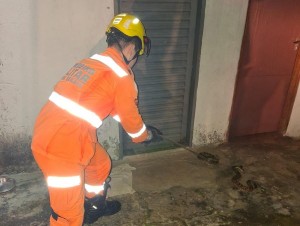 Cobras da espécie cascavel são capturadas na Vila Silvéria