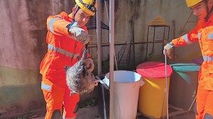 Corpo de Bombeiros captura gambá em escola infantil