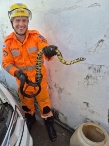 Bombeiros capturam serpente após operação delicada em Araxá
