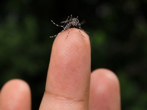 Vigilância Epidemiológica monitora circulação do sorotipo 3 da dengue em Araxá