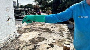 Período reprodutivo aumenta movimentação de escorpiões e Vigilância Ambiental reforça cuidados
