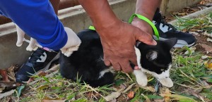 Araxá inicia vacinação antirrábica na zona rural