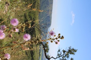 Foto_ReservaSãoSebastião_Divulgação_CBMM (1)