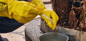 Novo LIRAa aponta média infestação do Aedes aegypti e reforça cuidados preventivos